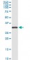 RPS2 Antibody (monoclonal) (M01)